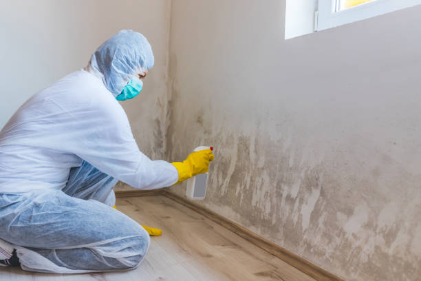 Licensed Basement Mold Remediation service in Oak Park, MI - WQB Mold Removal