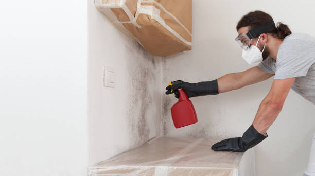 Professional Basement Mold Remediation technician working in Oak Park, MI