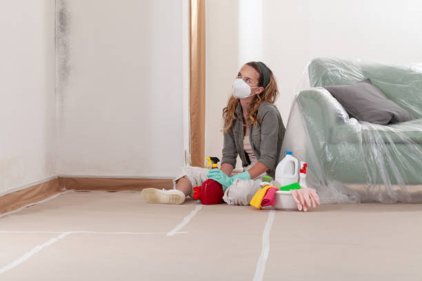 Reliable Basement Mold Remediation contractor in Oak Park, MI by WQB Mold Removal